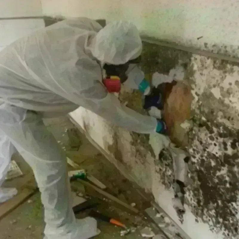 Mold Remediation and Removal in Springville, AL